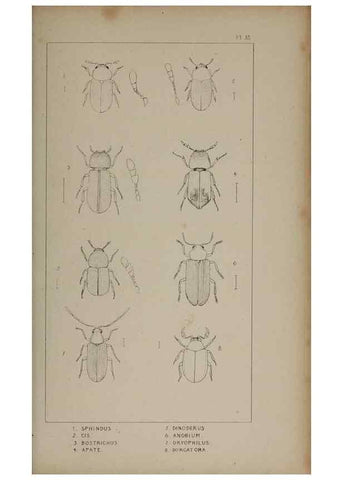 Reproducción/Reproduction 24647498125: The British Coleoptera delineated,. London,W. Crofts,1840.