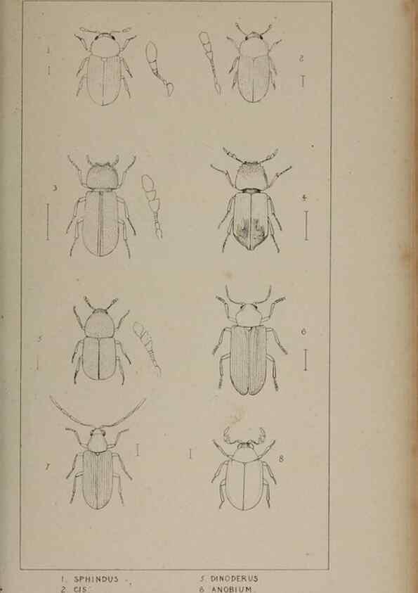 Reproducción/Reproduction 24647498125: The British Coleoptera delineated,. London,W. Crofts,1840.