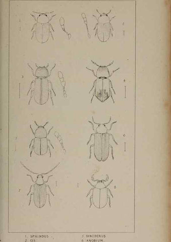 Reproducción/Reproduction 24647498125: The British Coleoptera delineated,. London,W. Crofts,1840.