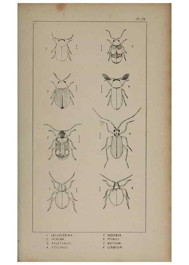 Reproducción/Reproduction 24539140262: The British Coleoptera delineated,. London,W. Crofts,1840.