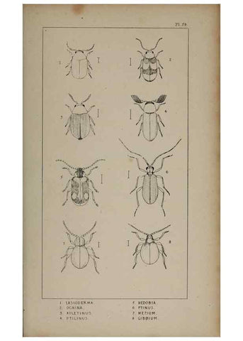 Reproducción/Reproduction 24539140262: The British Coleoptera delineated,. London,W. Crofts,1840.