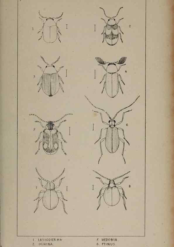 Reproducción/Reproduction 24539140262: The British Coleoptera delineated,. London,W. Crofts,1840.