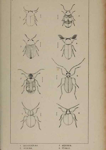 Reproducción/Reproduction 24539140262: The British Coleoptera delineated,. London,W. Crofts,1840.