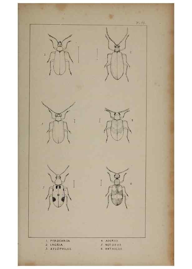 Reproducción/Reproduction 24539146262: The British Coleoptera delineated,. London,W. Crofts,1840.