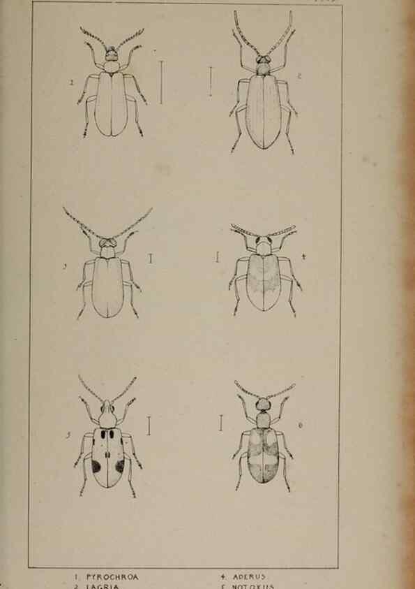 Reproducción/Reproduction 24539146262: The British Coleoptera delineated,. London,W. Crofts,1840.