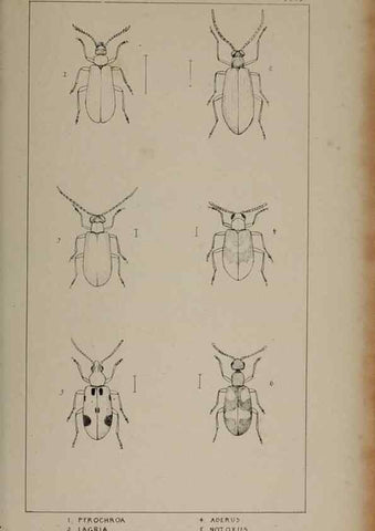 Reproducción/Reproduction 24539146262: The British Coleoptera delineated,. London,W. Crofts,1840.