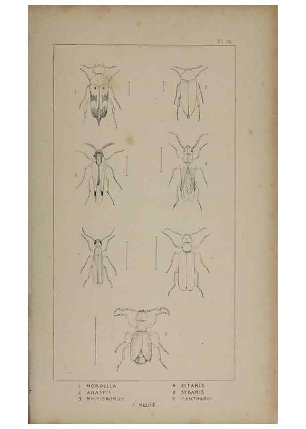 Reproducción/Reproduction 24279783489: The British Coleoptera delineated,. London,W. Crofts,1840.