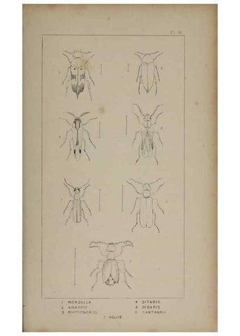 Reproducción/Reproduction 24279783489: The British Coleoptera delineated,. London,W. Crofts,1840.