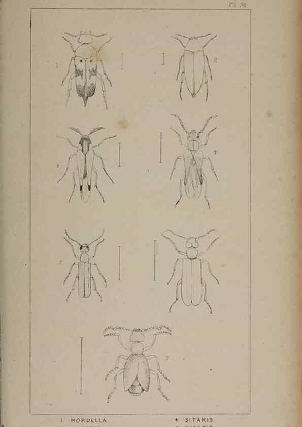Reproducción/Reproduction 24279783489: The British Coleoptera delineated,. London,W. Crofts,1840.