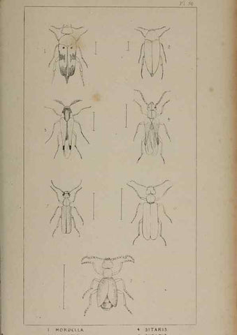 Reproducción/Reproduction 24279783489: The British Coleoptera delineated,. London,W. Crofts,1840.