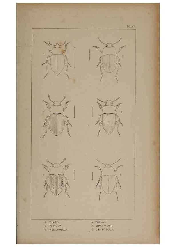 Reproducción/Reproduction 24621325406: The British Coleoptera delineated,. London,W. Crofts,1840.