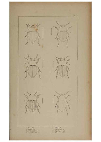 Reproducción/Reproduction 24621325406: The British Coleoptera delineated,. London,W. Crofts,1840.