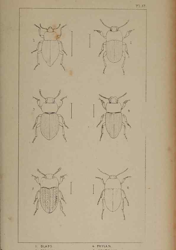 Reproducción/Reproduction 24621325406: The British Coleoptera delineated,. London,W. Crofts,1840.