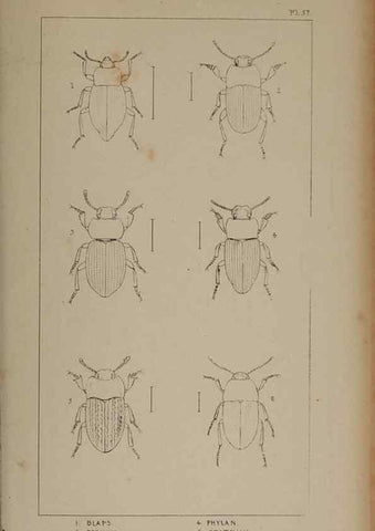 Reproducción/Reproduction 24621325406: The British Coleoptera delineated,. London,W. Crofts,1840.