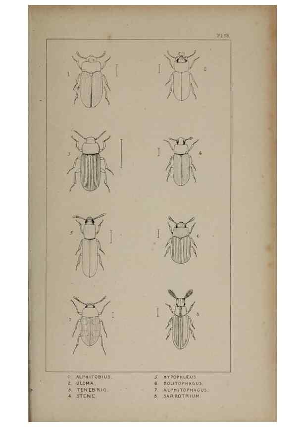 Reproducción/Reproduction 24647518325: The British Coleoptera delineated,. London,W. Crofts,1840.