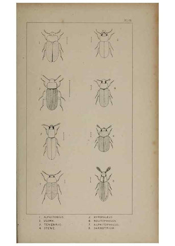 Reproducción/Reproduction 24647518325: The British Coleoptera delineated,. London,W. Crofts,1840.