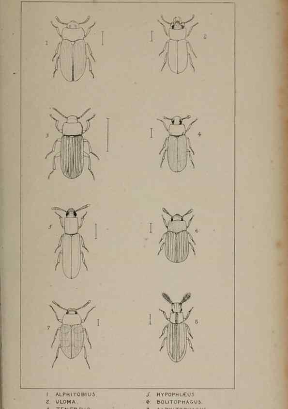 Reproducción/Reproduction 24647518325: The British Coleoptera delineated,. London,W. Crofts,1840.