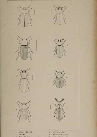 Reproducción/Reproduction 24647518325: The British Coleoptera delineated,. London,W. Crofts,1840.