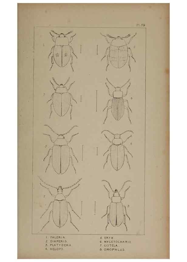 Reproducción/Reproduction 24020721383: The British Coleoptera delineated,. London,W. Crofts,1840.