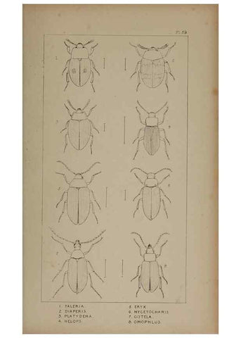 Reproducción/Reproduction 24020721383: The British Coleoptera delineated,. London,W. Crofts,1840.