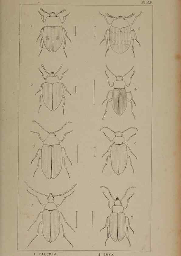 Reproducción/Reproduction 24020721383: The British Coleoptera delineated,. London,W. Crofts,1840.