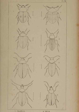 Reproducción/Reproduction 24020721383: The British Coleoptera delineated,. London,W. Crofts,1840.