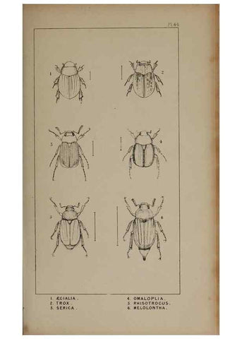 Reproducción/Reproduction 24647462035: The British Coleoptera delineated,. London,W. Crofts,1840.