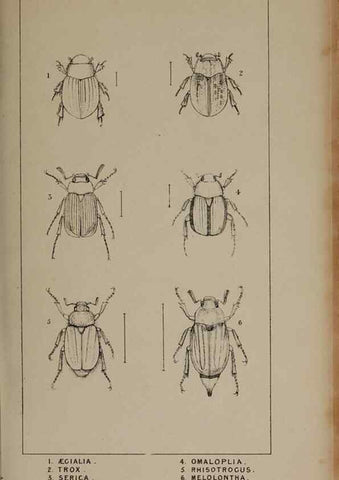 Reproducción/Reproduction 24647462035: The British Coleoptera delineated,. London,W. Crofts,1840.