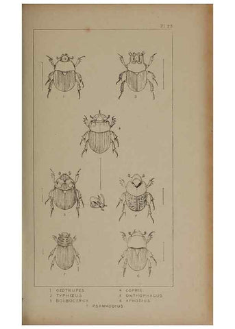 Reproducción/Reproduction 24647459335: The British Coleoptera delineated,. London,W. Crofts,1840.
