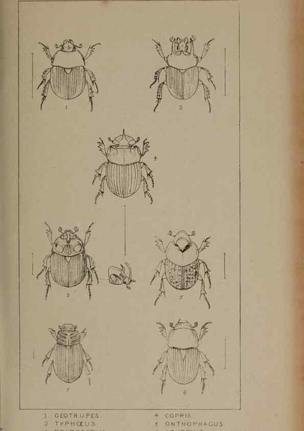 Reproducción/Reproduction 24647459335: The British Coleoptera delineated,. London,W. Crofts,1840.
