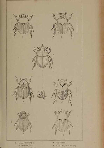 Reproducción/Reproduction 24647459335: The British Coleoptera delineated,. London,W. Crofts,1840.