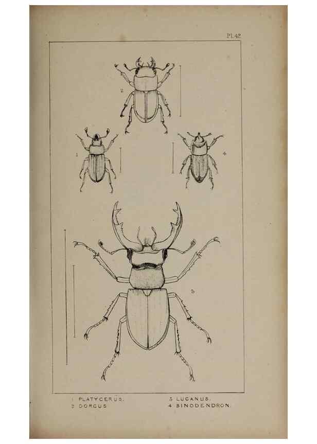Reproducción/Reproduction 24647457135: The British Coleoptera delineated,. London,W. Crofts,1840.