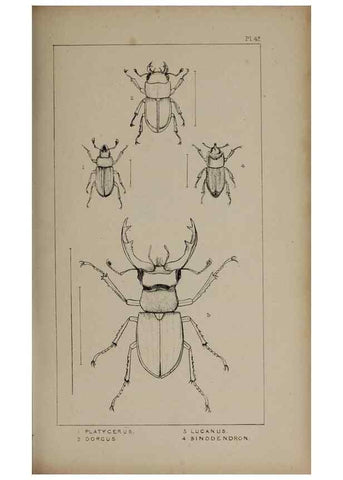 Reproducción/Reproduction 24647457135: The British Coleoptera delineated,. London,W. Crofts,1840.