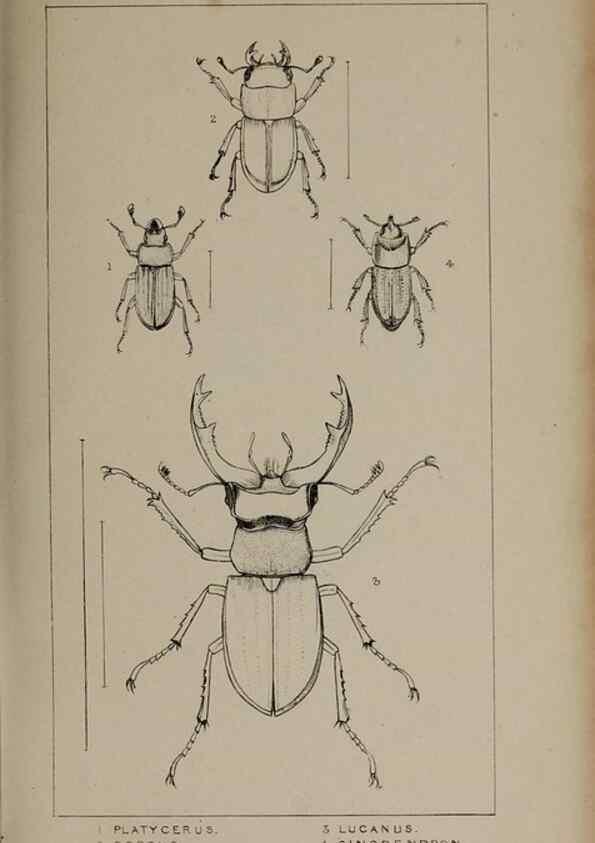 Reproducción/Reproduction 24647457135: The British Coleoptera delineated,. London,W. Crofts,1840.