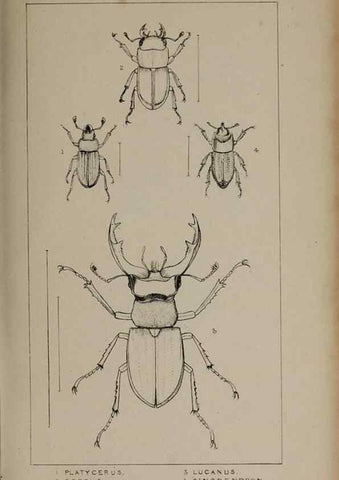 Reproducción/Reproduction 24647457135: The British Coleoptera delineated,. London,W. Crofts,1840.
