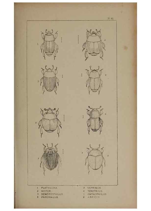 Reproducción/Reproduction 24647452915: The British Coleoptera delineated,. London,W. Crofts,1840.