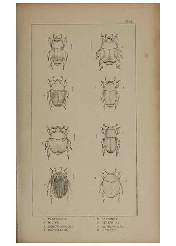 Reproducción/Reproduction 24647452915: The British Coleoptera delineated,. London,W. Crofts,1840.