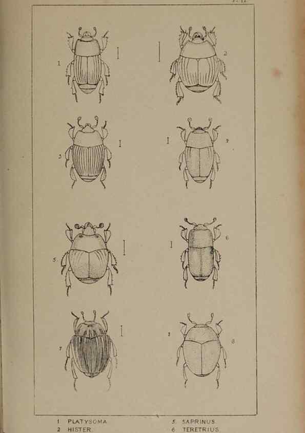 Reproducción/Reproduction 24647452915: The British Coleoptera delineated,. London,W. Crofts,1840.
