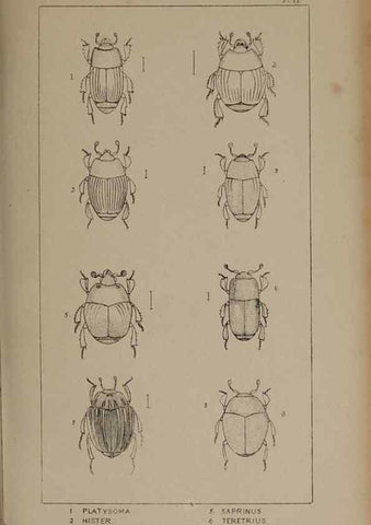 Reproducción/Reproduction 24647452915: The British Coleoptera delineated,. London,W. Crofts,1840.