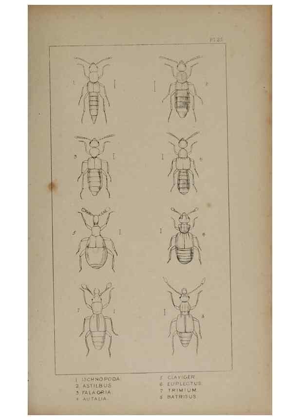 Reproducción/Reproduction 24621214606: The British Coleoptera delineated,. London,W. Crofts,1840.