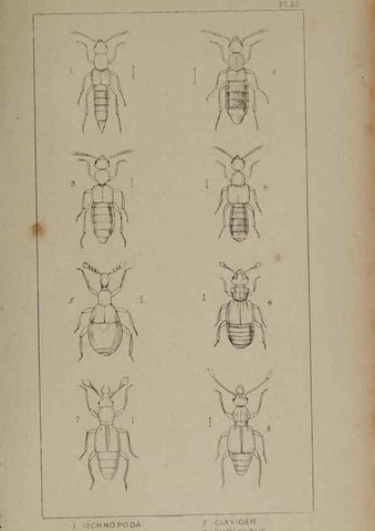 Reproducción/Reproduction 24621214606: The British Coleoptera delineated,. London,W. Crofts,1840.
