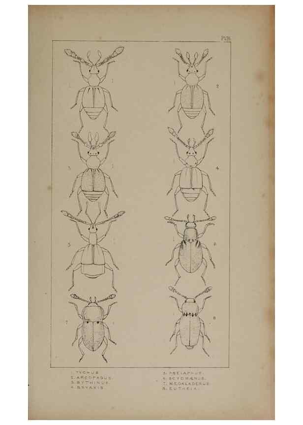 Reproducción/Reproduction 24621217726: The British Coleoptera delineated,. London,W. Crofts,1840.