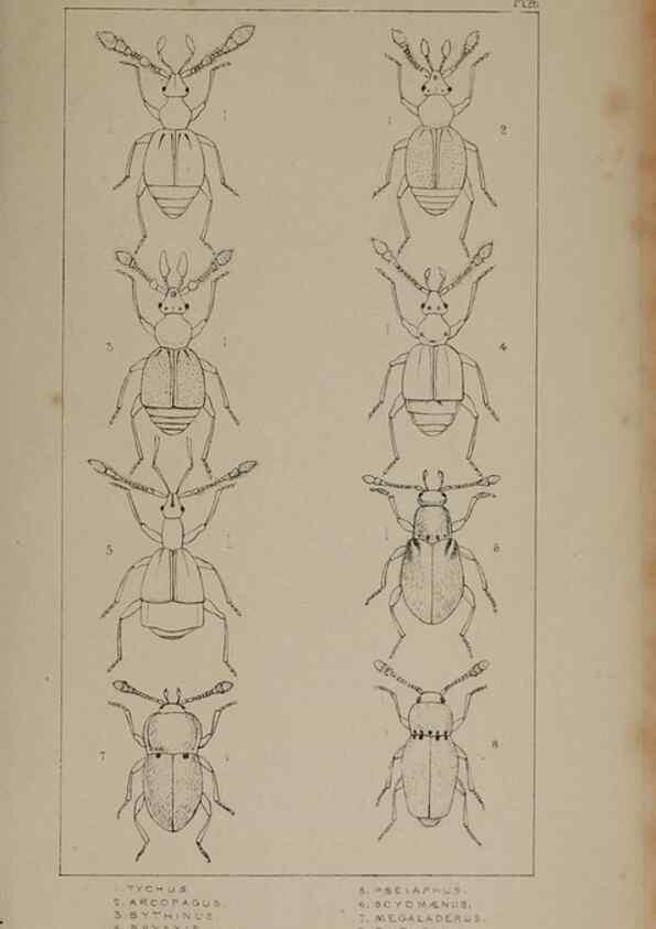 Reproducción/Reproduction 24621217726: The British Coleoptera delineated,. London,W. Crofts,1840.