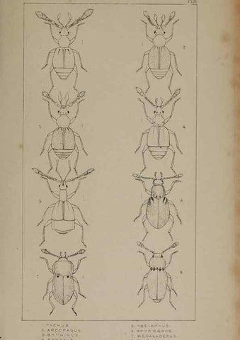 Reproducción/Reproduction 24621217726: The British Coleoptera delineated,. London,W. Crofts,1840.