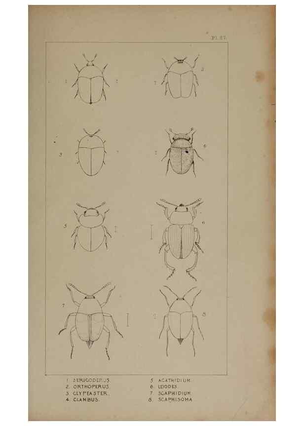 Reproducción/Reproduction 24621222676: The British Coleoptera delineated,. London,W. Crofts,1840.