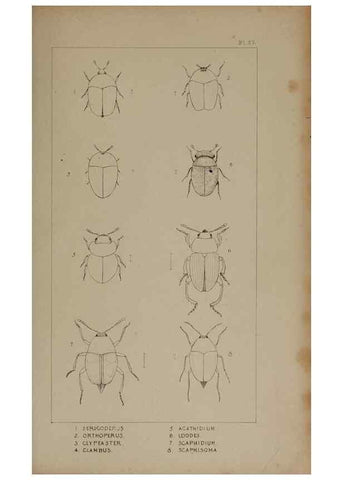 Reproducción/Reproduction 24621222676: The British Coleoptera delineated,. London,W. Crofts,1840.