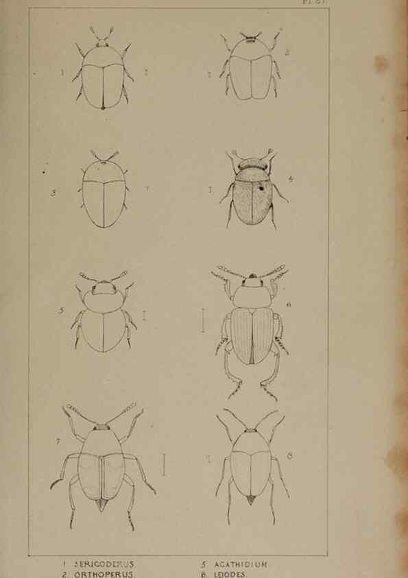 Reproducción/Reproduction 24621222676: The British Coleoptera delineated,. London,W. Crofts,1840.