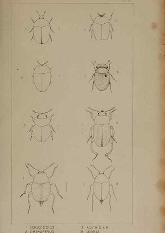 Reproducción/Reproduction 24621222676: The British Coleoptera delineated,. London,W. Crofts,1840.
