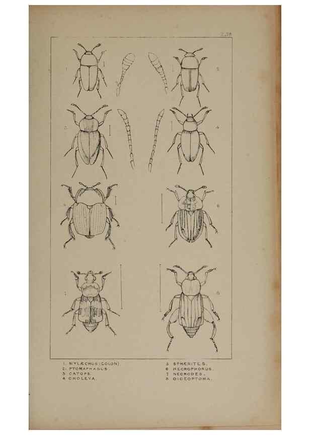 Reproducción/Reproduction 24020613833: The British Coleoptera delineated,. London,W. Crofts,1840.