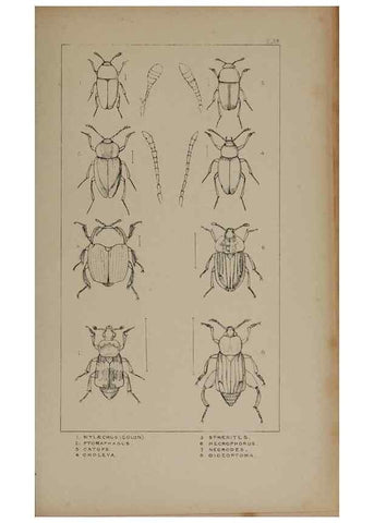 Reproducción/Reproduction 24020613833: The British Coleoptera delineated,. London,W. Crofts,1840.